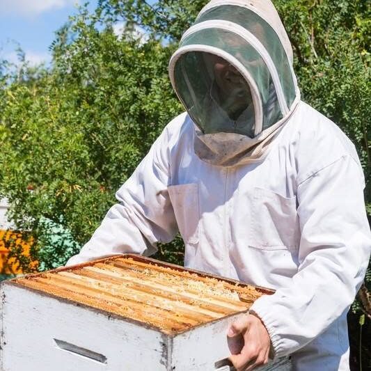 Dave tending his hives near Chico